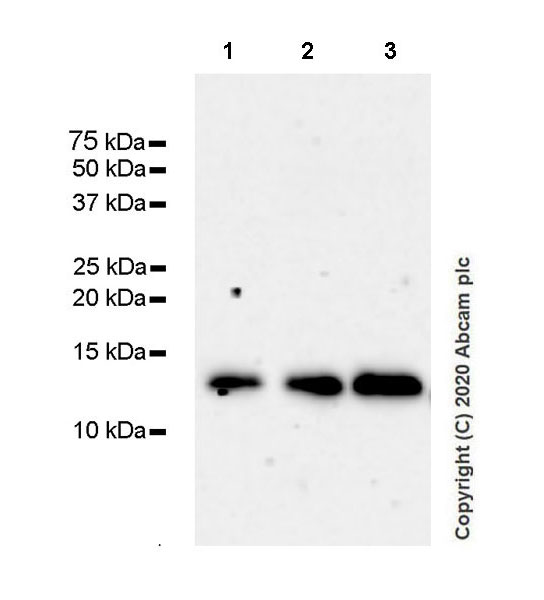 Western blot - Anti-Thioredoxin / TRX antibody [EPR23843-48] (AB273877), expandable thumbnail