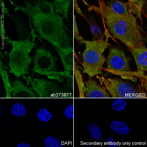 Immunocytochemistry/ Immunofluorescence - Anti-Thioredoxin / TRX antibody [EPR23843-48] - BSA and Azide free (AB273880)