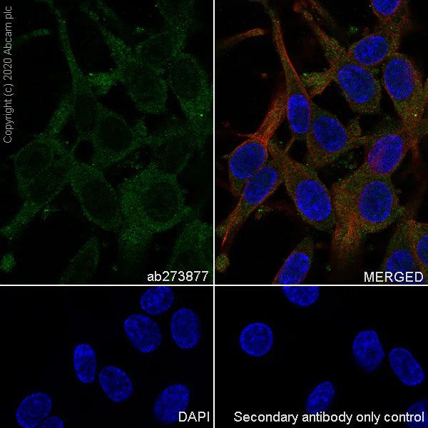 Immunocytochemistry/ Immunofluorescence - Anti-Thioredoxin / TRX antibody [EPR23843-48] - BSA and Azide free (AB273880)