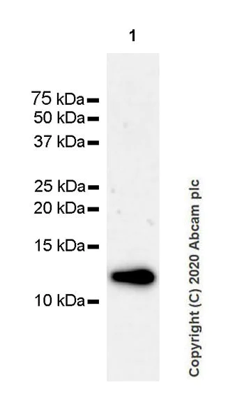 Western blot - Anti-Thioredoxin / TRX antibody [EPR23843-48] - BSA and Azide free (AB273880)