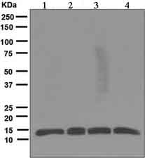 Western blot - Anti-Thioredoxin / TRX antibody [EPR6110] (AB133524), expandable thumbnail