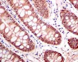 Immunohistochemistry (Formalin/PFA-fixed paraffin-embedded sections) - Anti-Thioredoxin / TRX antibody [EPR6110] - BSA and Azide free (AB240066)