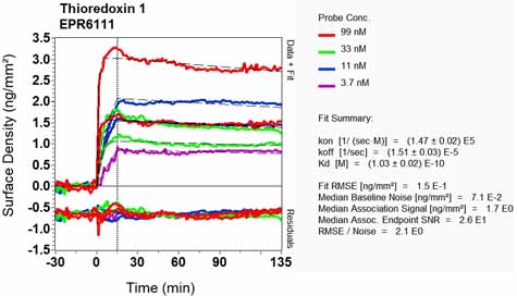 OI-RD Scanning - Anti-Thioredoxin / TRX antibody [EPR6111] - BSA and Azide free (AB238914), expandable thumbnail