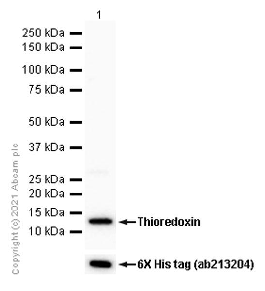 Western blot - Anti-Thioredoxin / TRX antibody [EPR6111] - BSA and Azide free (AB238914), expandable thumbnail