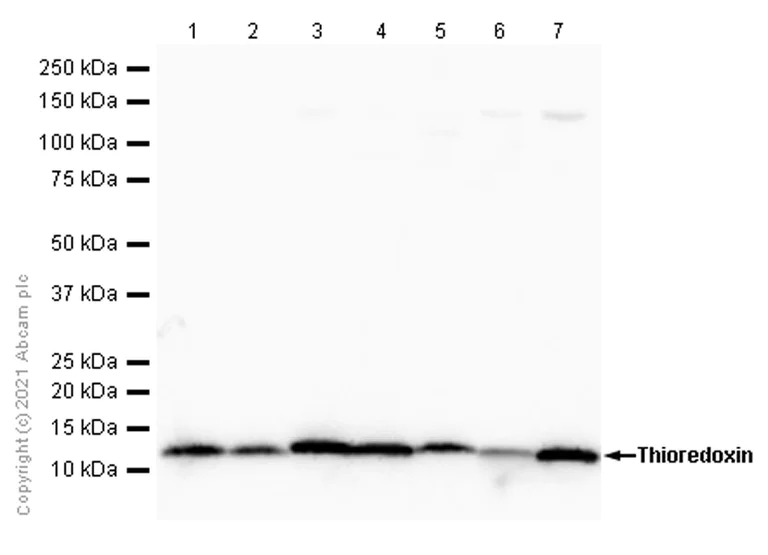 Western blot - Anti-Thioredoxin / TRX antibody [EPR6111] - BSA and Azide free (AB238914)