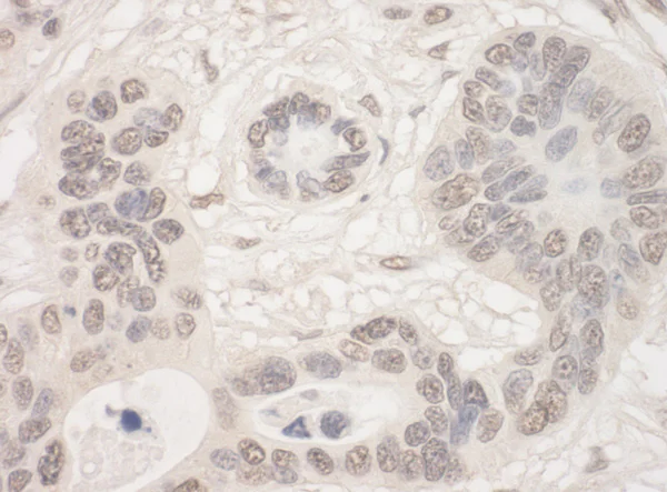 Immunohistochemistry (Formalin/PFA-fixed paraffin-embedded sections) - Anti-THOC2/Tho2 antibody (AB129485)
