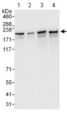 Western blot - Anti-THOC2/Tho2 antibody (AB129485)