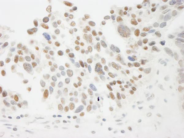 Immunohistochemistry (Formalin/PFA-fixed paraffin-embedded sections) - Anti-THOC5 antibody (AB86074)