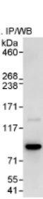 Immunoprecipitation - Anti-THOC5 antibody (AB86074)