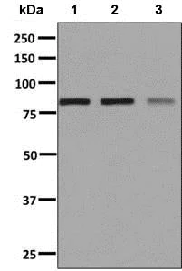 Western blot - Anti-THOC5 antibody [EP6904] - BSA and Azide free (AB284812)