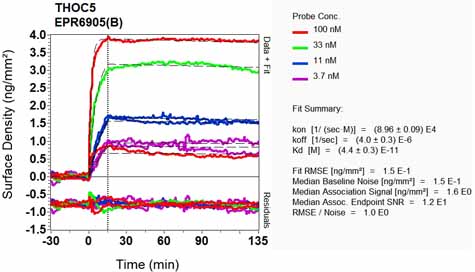 OI-RD Scanning - Anti-THOC5 antibody [EPR6905(B)] - BSA and Azide free (AB248089), expandable thumbnail