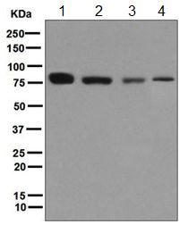 Western blot - Anti-THOC5 antibody [EPR6905(B)] - BSA and Azide free (AB248089), expandable thumbnail