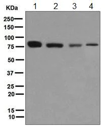 Western blot - Anti-THOC5 antibody [EPR6905(B)] - BSA and Azide free (AB248089)