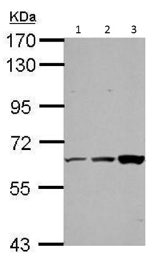 Western blot - Anti-ThPok antibody (AB228680)
