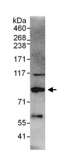 Immunoprecipitation - Anti-THRAP5 antibody (AB130996)