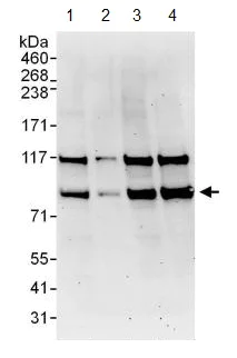 Western blot - Anti-THRAP5 antibody (AB130996)