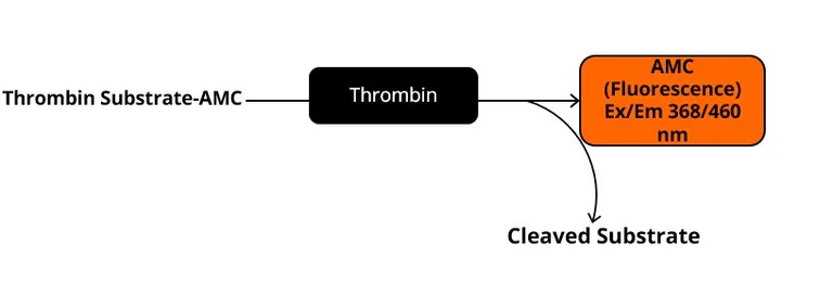 Functional Studies - Thrombin Activity Assay Kit (Fluorometric) (AB197006)