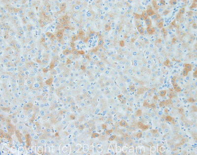 Immunohistochemistry (Formalin/PFA-fixed paraffin-embedded sections) - Anti-Thrombin antibody [5G9] (AB17199)