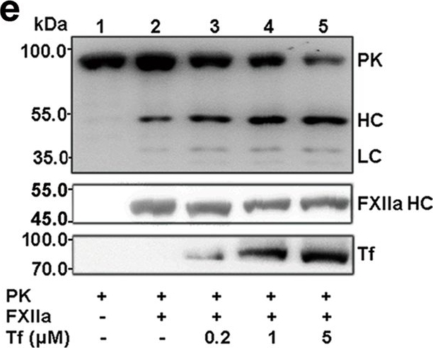 Western blot - Anti-Thrombin antibody [5G9] (AB17199)