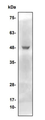 Western blot - Anti-Thrombin antibody (AB286166)