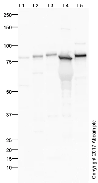 Western blot - Anti-Thrombin antibody (AB92621)