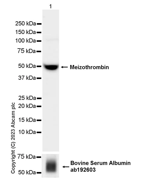 Western blot - Anti-Thrombin antibody [EPR25304-12] - BSA and Azide free (AB314481)