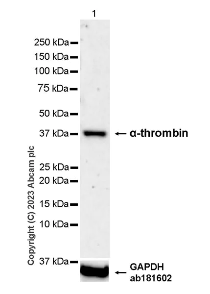 Western blot - Anti-Thrombin antibody [EPR25304-12] - BSA and Azide free (AB314481)