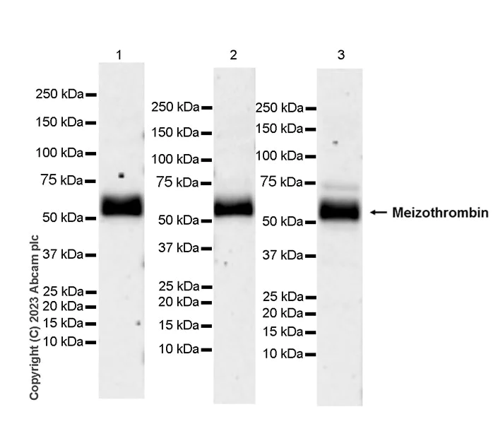 Western blot - Anti-Thrombin antibody [EPR25304-12] - BSA and Azide free (AB314481)