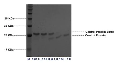 Purification - Thrombin cleavage kit (AB207000)