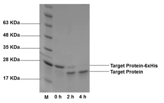 SDS-PAGE - Thrombin Sepharose Beads (AB286903)