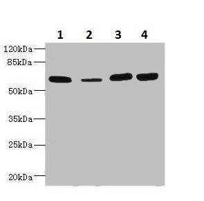 Western blot - Anti-Thrombomodulin antibody (AB230189)