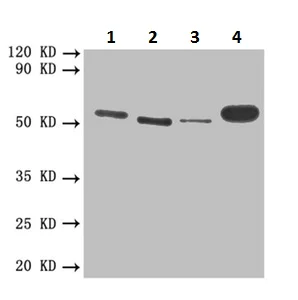 Western blot - Anti-Thrombomodulin antibody (AB230189)