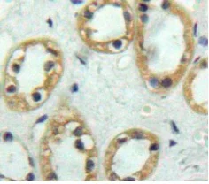 Immunohistochemistry (Formalin/PFA-fixed paraffin-embedded sections) - Anti-Thrombomodulin antibody (AB233286)
