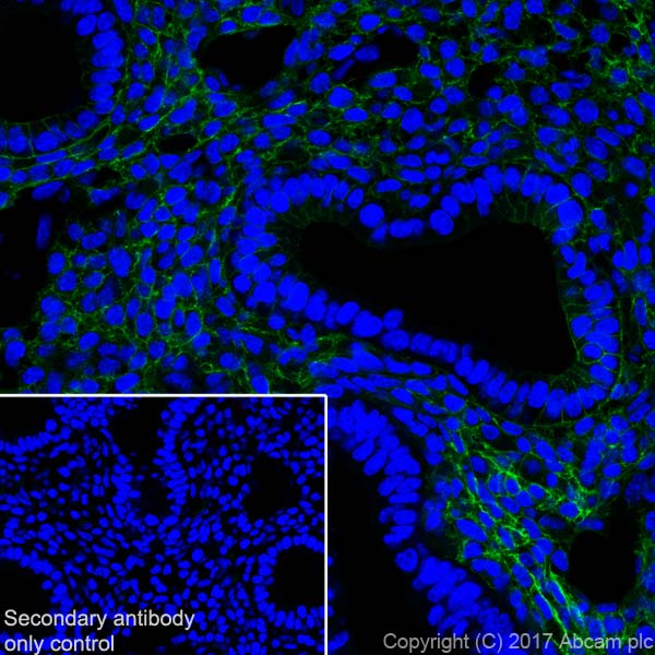 Immunohistochemistry (Frozen sections) - Anti-Thrombomodulin antibody [EPR18217-209] (ab230010), expandable thumbnail