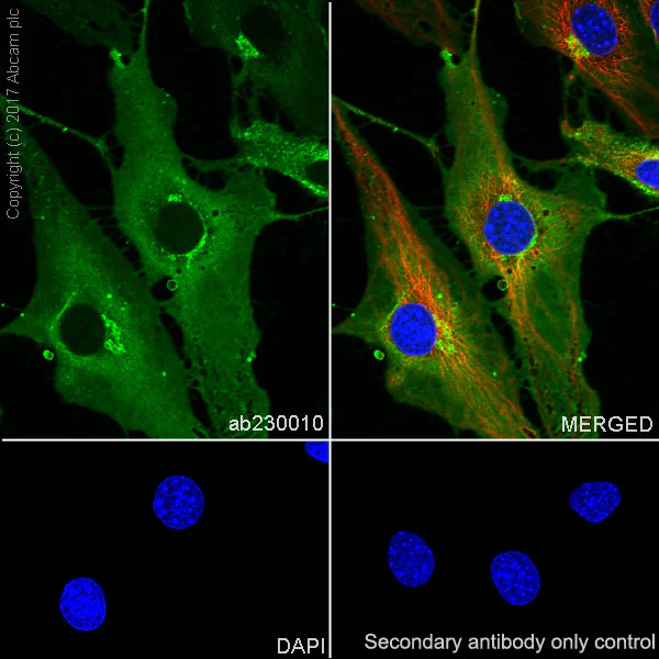 Immunocytochemistry/ Immunofluorescence - Anti-Thrombomodulin antibody [EPR18217-209] - BSA and Azide free (AB230152)