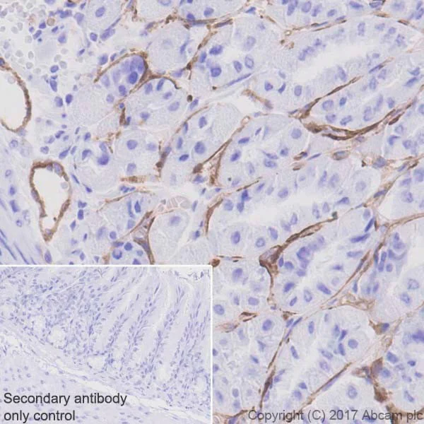 Immunohistochemistry (Formalin/PFA-fixed paraffin-embedded sections) - Anti-Thrombomodulin antibody [EPR18217-209] - BSA and Azide free (AB230152)