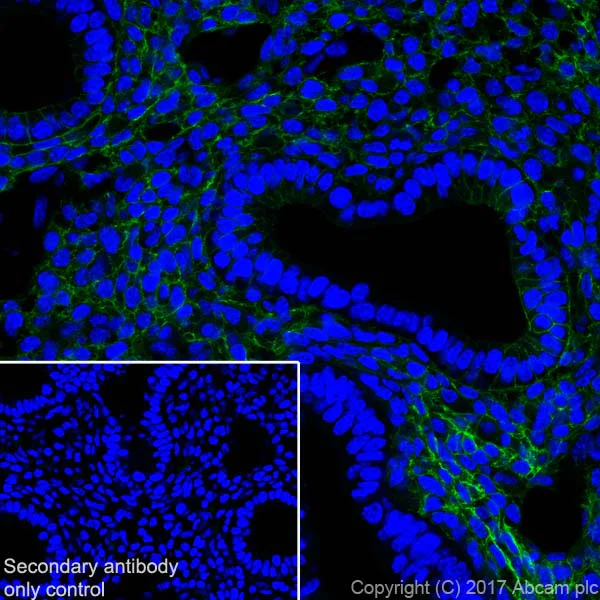 Immunohistochemistry (Frozen sections) - Anti-Thrombomodulin antibody [EPR18217-209] - BSA and Azide free (AB230152)
