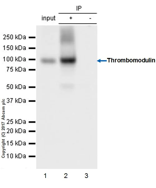 Immunoprecipitation - Anti-Thrombomodulin antibody [EPR18217-209] - BSA and Azide free (AB230152)