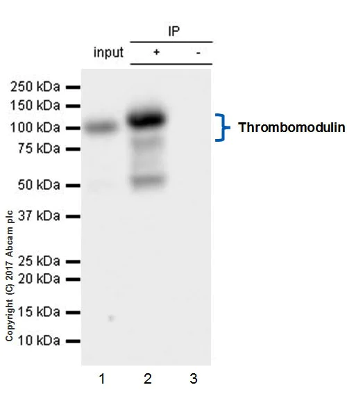 Immunoprecipitation - Anti-Thrombomodulin antibody [EPR18217-209] - BSA and Azide free (AB230152)