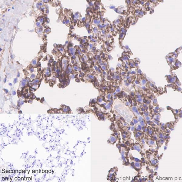 Immunohistochemistry (Formalin/PFA-fixed paraffin-embedded sections) - Anti-Thrombomodulin antibody [EPR18217] (AB187075)