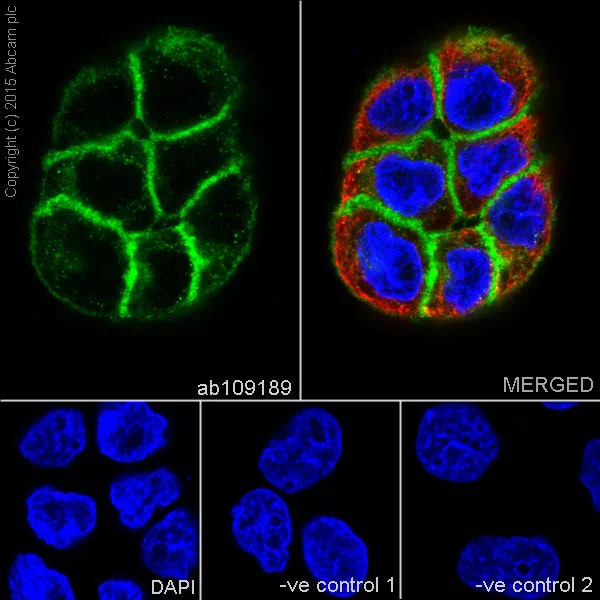 Immunocytochemistry/ Immunofluorescence - Anti-Thrombomodulin antibody [EPR4051] (AB109189)