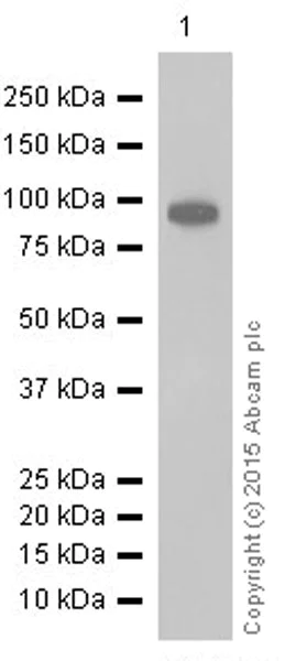 Western blot - Anti-Thrombomodulin antibody [EPR4051] (AB109189)