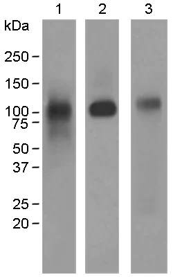 Western blot - Anti-Thrombomodulin antibody [EPR4051] (AB109189)
