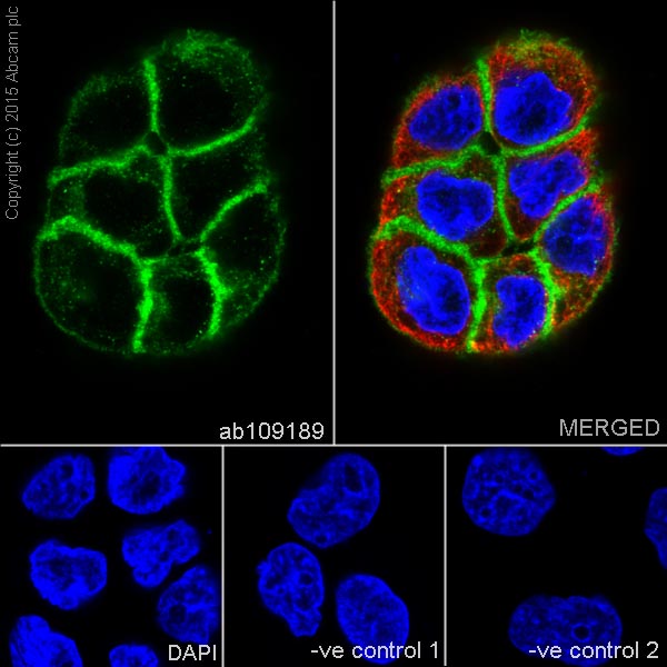 Immunocytochemistry/ Immunofluorescence - Anti-Thrombomodulin antibody [EPR4051] - BSA and Azide free (AB271880), expandable thumbnail