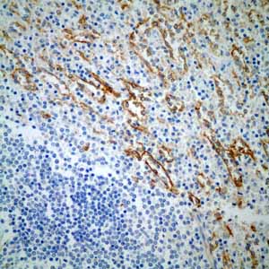 Immunohistochemistry (Formalin/PFA-fixed paraffin-embedded sections) - Anti-Thrombomodulin antibody [EPR4051] - BSA and Azide free (ab271880), expandable thumbnail