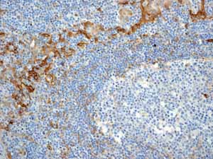 Immunohistochemistry (Formalin/PFA-fixed paraffin-embedded sections) - Anti-Thrombomodulin antibody [EPR4051] - BSA and Azide free (ab271880), expandable thumbnail