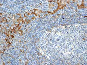 Immunohistochemistry (Formalin/PFA-fixed paraffin-embedded sections) - Anti-Thrombomodulin antibody [EPR4051] - BSA and Azide free (AB271880)