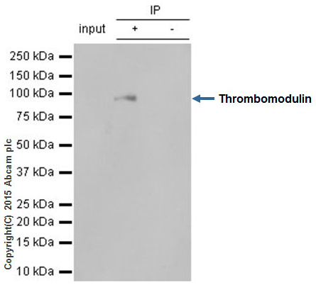 Immunoprecipitation - Anti-Thrombomodulin antibody [EPR4051] - BSA and Azide free (AB271880), expandable thumbnail