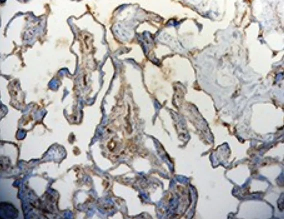 Immunohistochemistry (Frozen sections) - Anti-Thrombomodulin antibody [Phx-01] (AB24595)