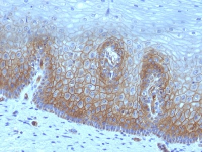 Immunohistochemistry (Formalin/PFA-fixed paraffin-embedded sections) - Anti-Thrombomodulin antibody [rTHBD/1591] (AB238061)